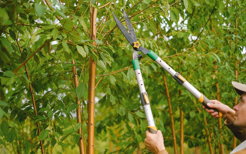 Tree trimming in Zearing, IA