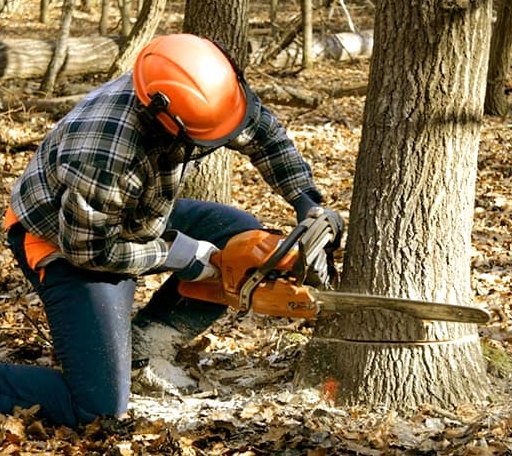 Tree Removal in Zearing, IA